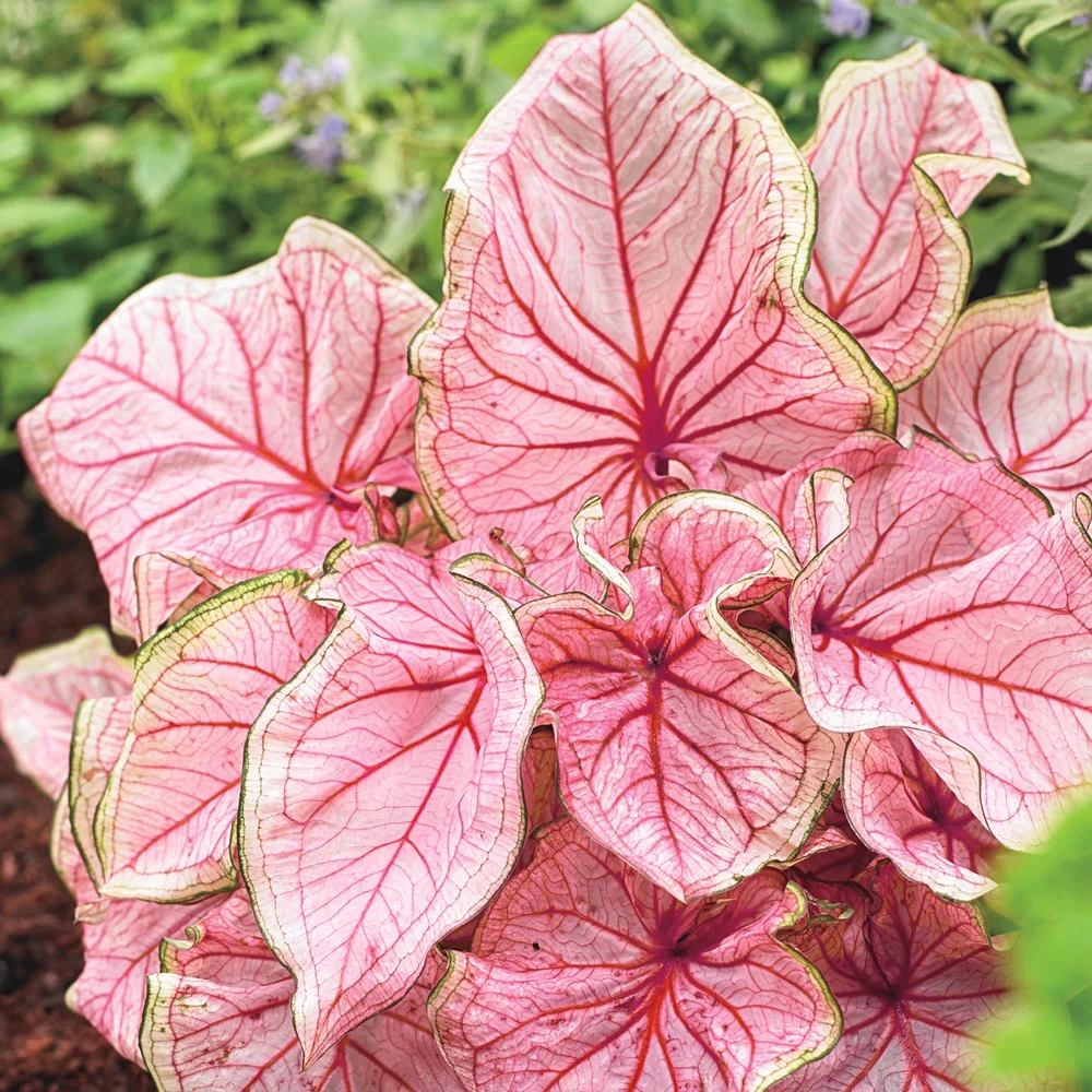 Colorful Shade-Loving Caladiums Florida Sweetheart