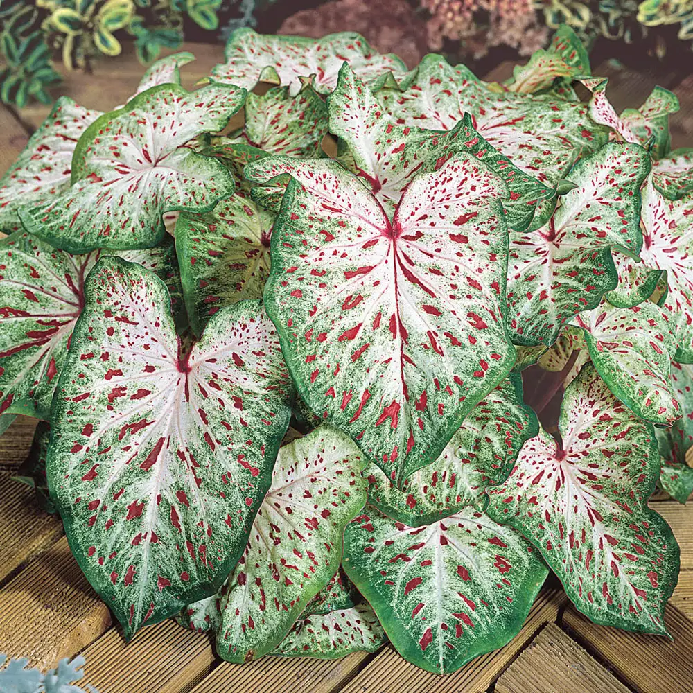 Colorful Shade-Loving Caladiums Gingerland - Image 2