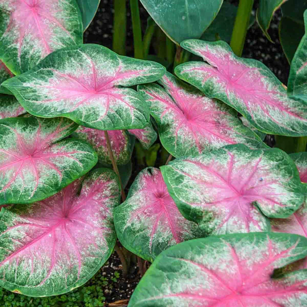 Caladium Kathleen - Image 3
