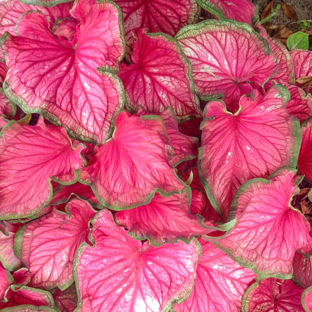 Caladium Sizzle Pink - Image 2