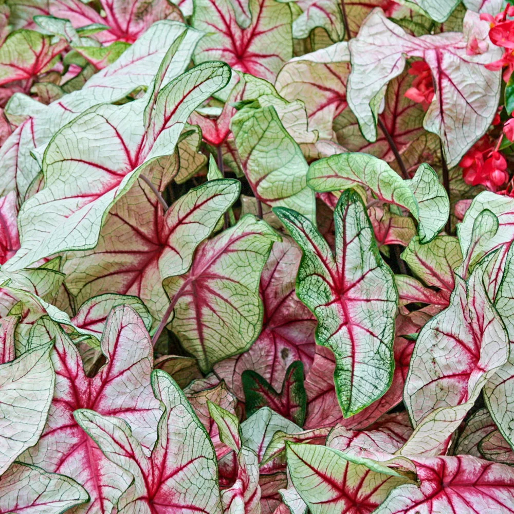 Caladium White Queen - Image 3
