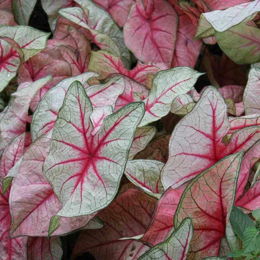Caladium White Queen - Image 5