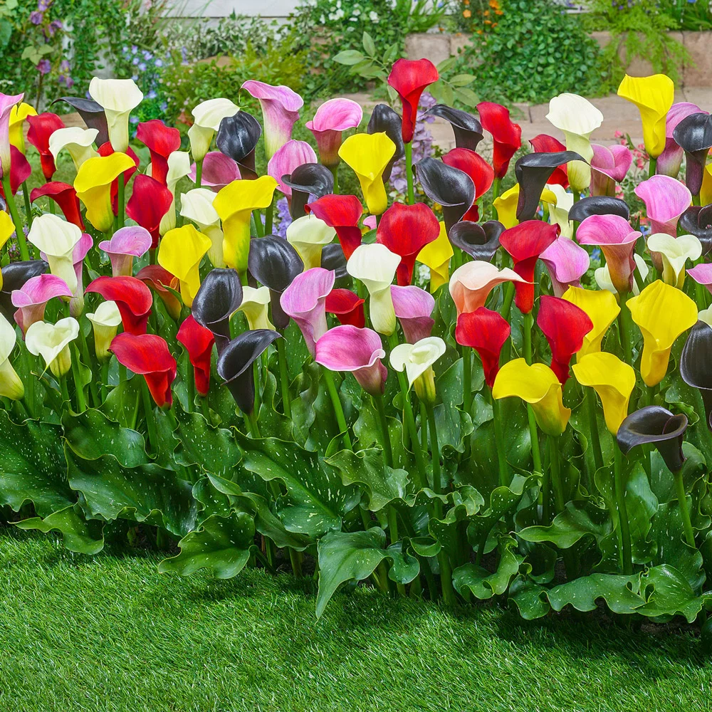 Hybrid Calla Lilies Mix