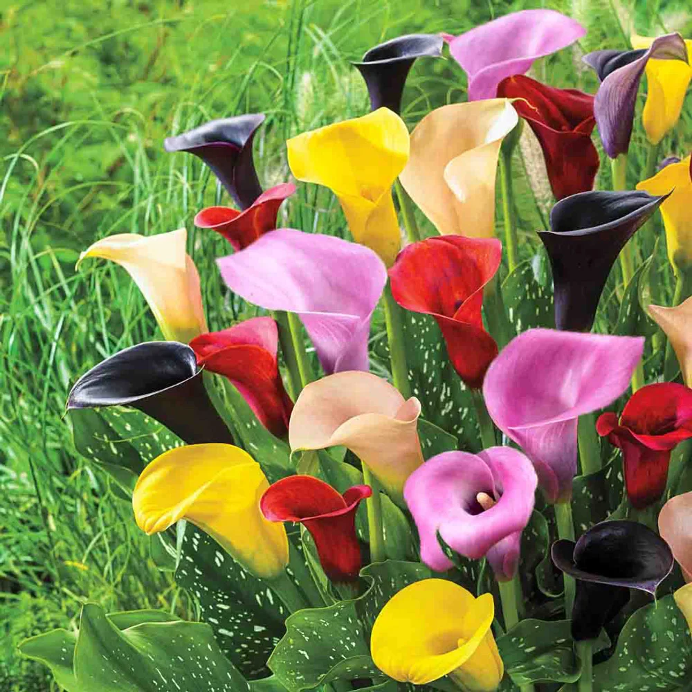 Hybrid Calla Lilies Mix - Image 4