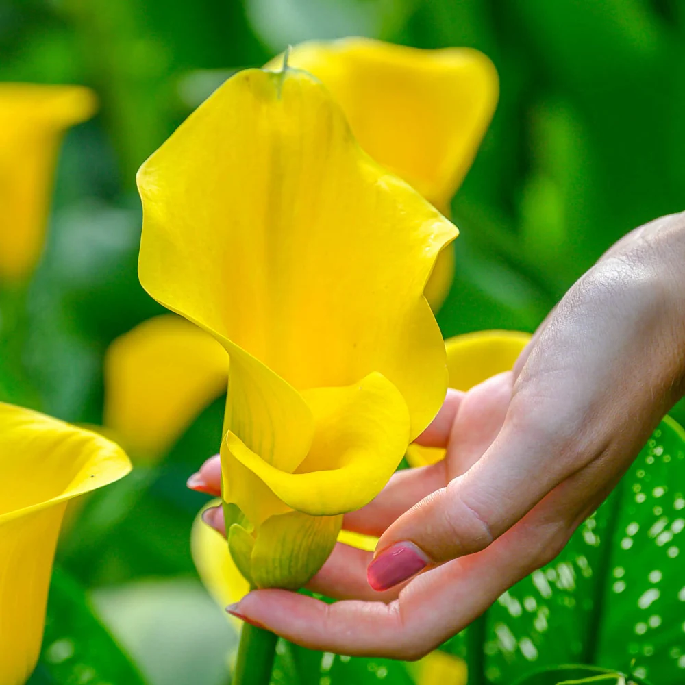 Calla Lily Gold Crown - Image 3