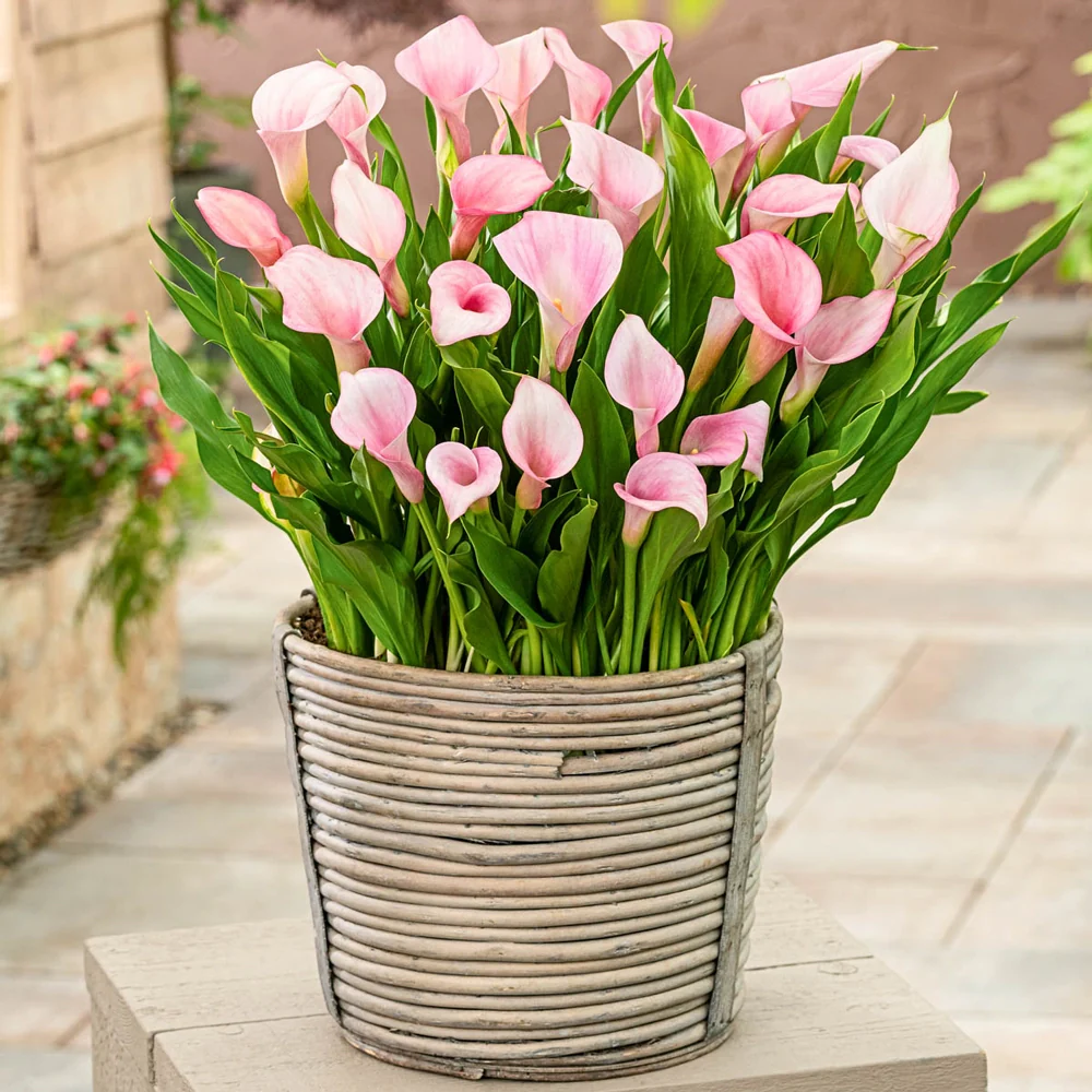 Calla Lily Strawberry Blush - Image 2