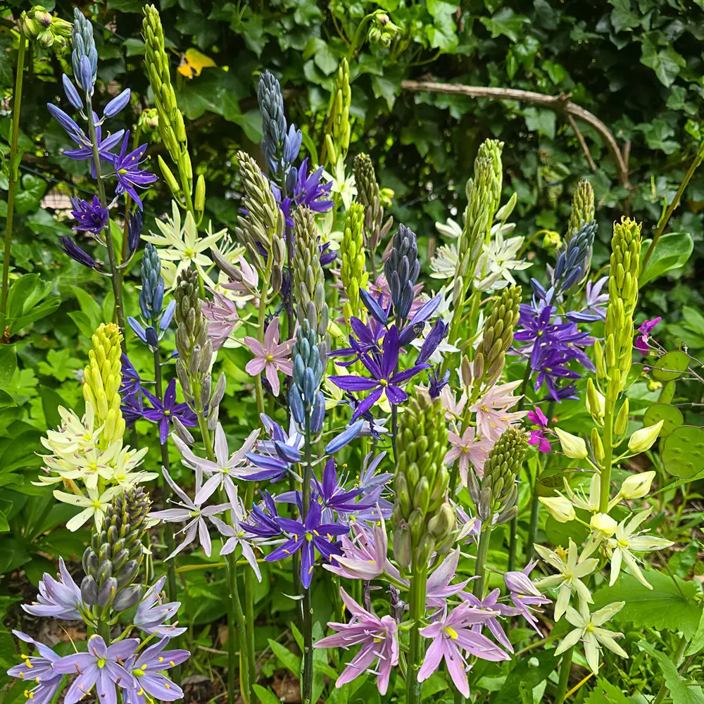 Camassia Breeders Mix