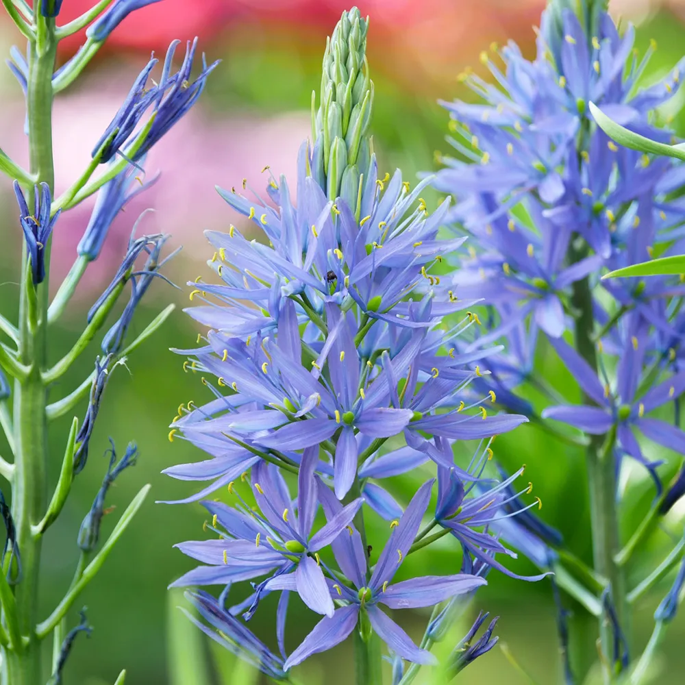 Camassia leichtlinii Caerulea - Image 2