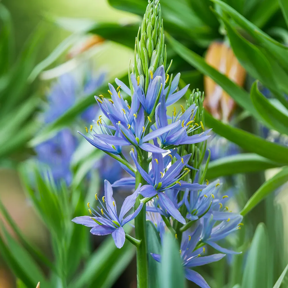 Camassia leichtlinii Caerulea - Image 3