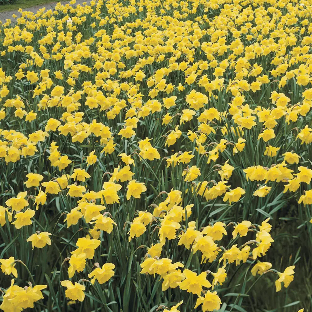 Large Cupped Daffodil Carlton - Image 3