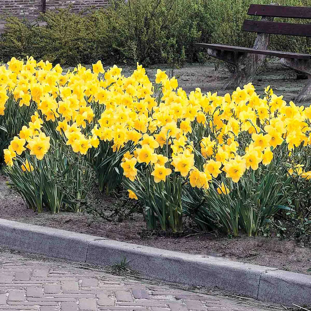 Large Cupped Daffodil Carlton - Image 4