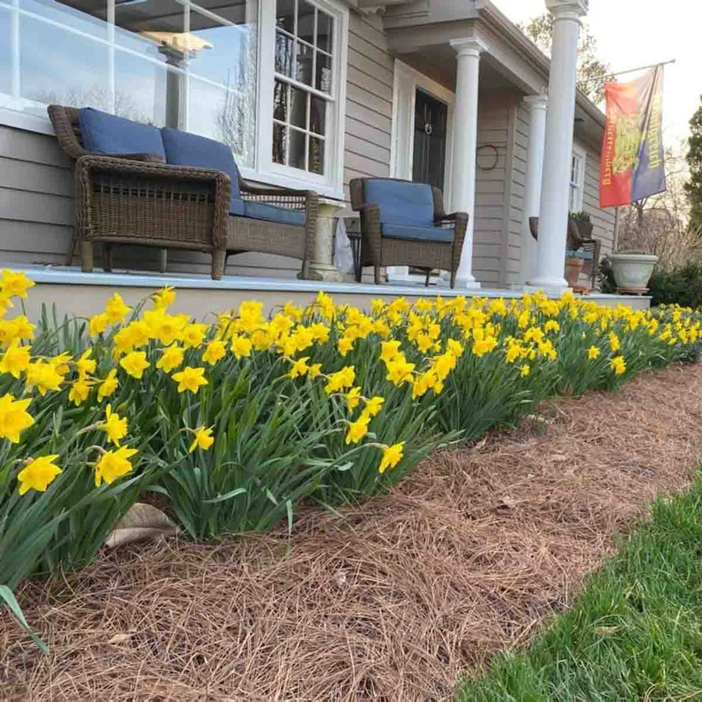Large Cupped Daffodil Carlton - Image 7