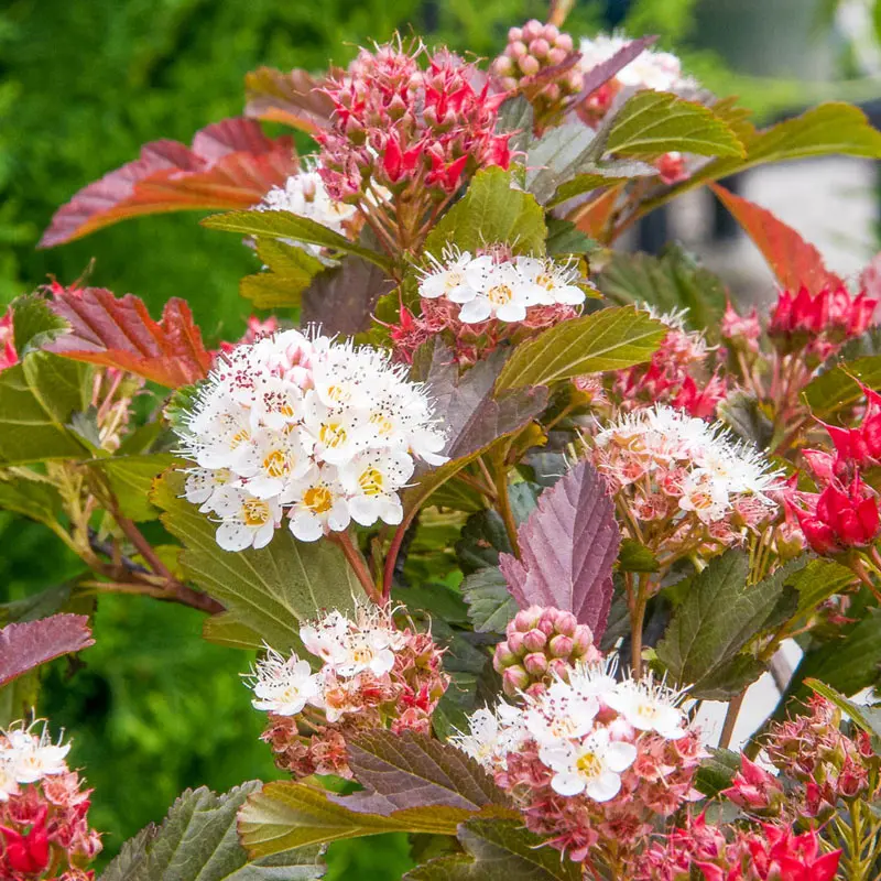 Center Glow Ninebark