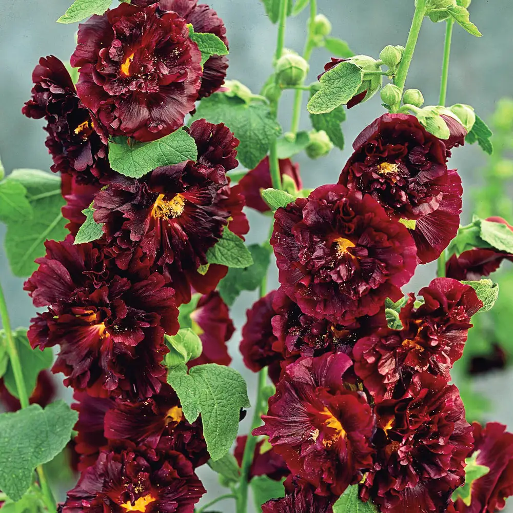 Chater's Maroon Double-Flowered Hollyhock