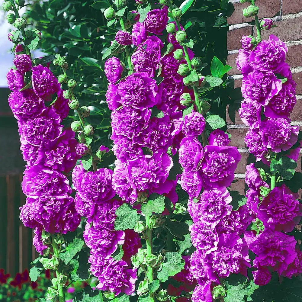 Chater's Violet Double-Flowered Hollyhock