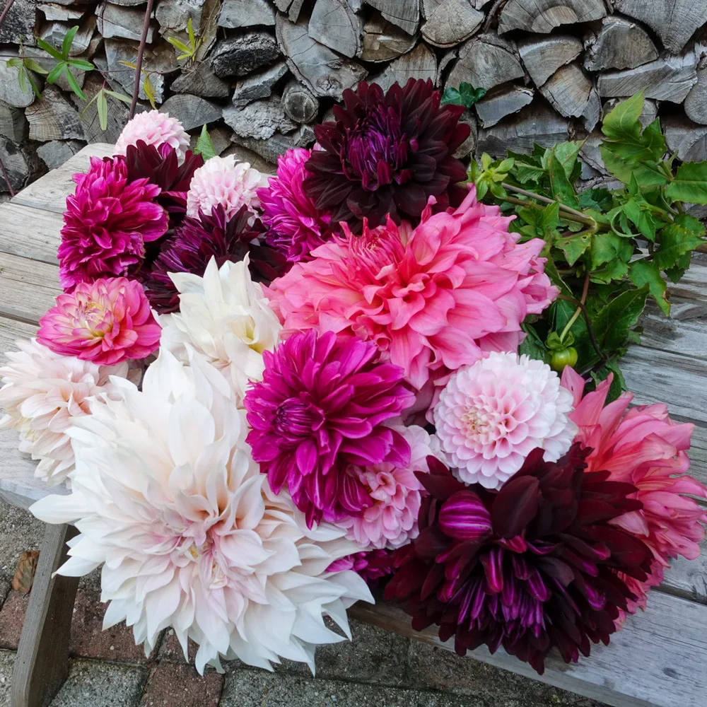 Cherry Cordial Dahlia Mixture