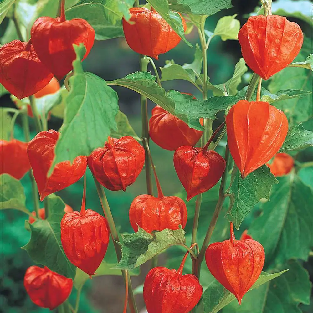 Chinese Lantern - Image 2