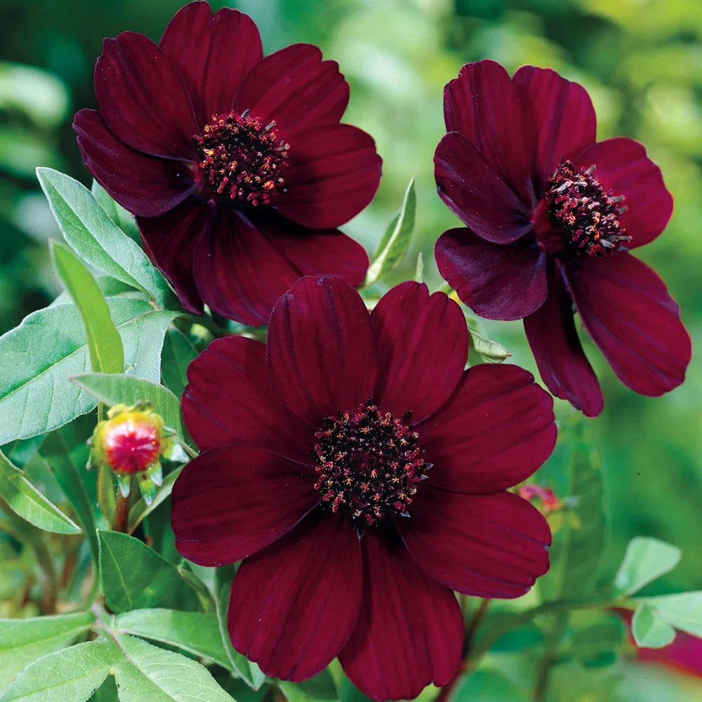 Chocolate Cosmos - Image 2