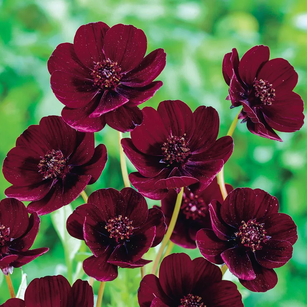 Chocolate Cosmos - Image 3