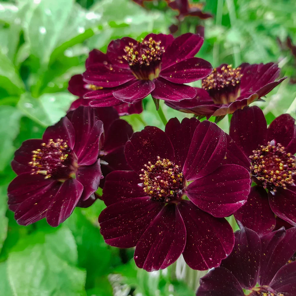 Chocolate Cosmos - Image 4