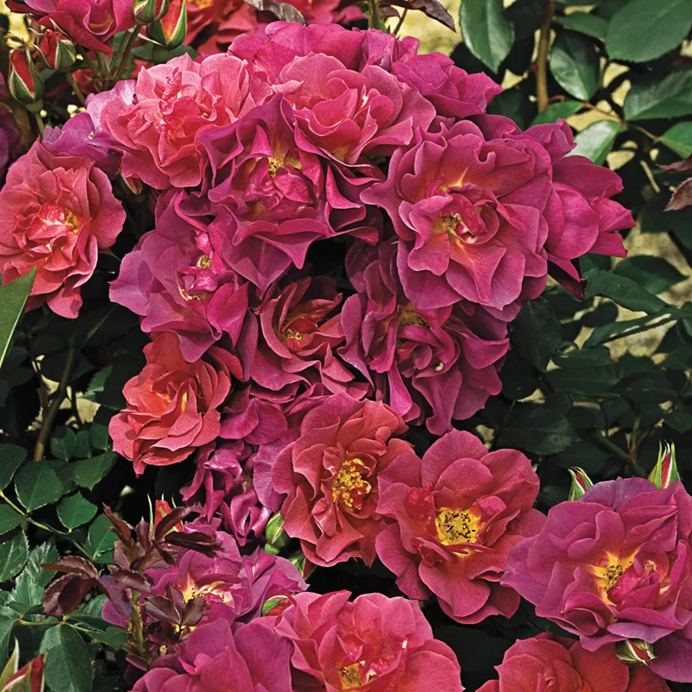 Cinco de Mayo™ Floribunda Rose - Image 3