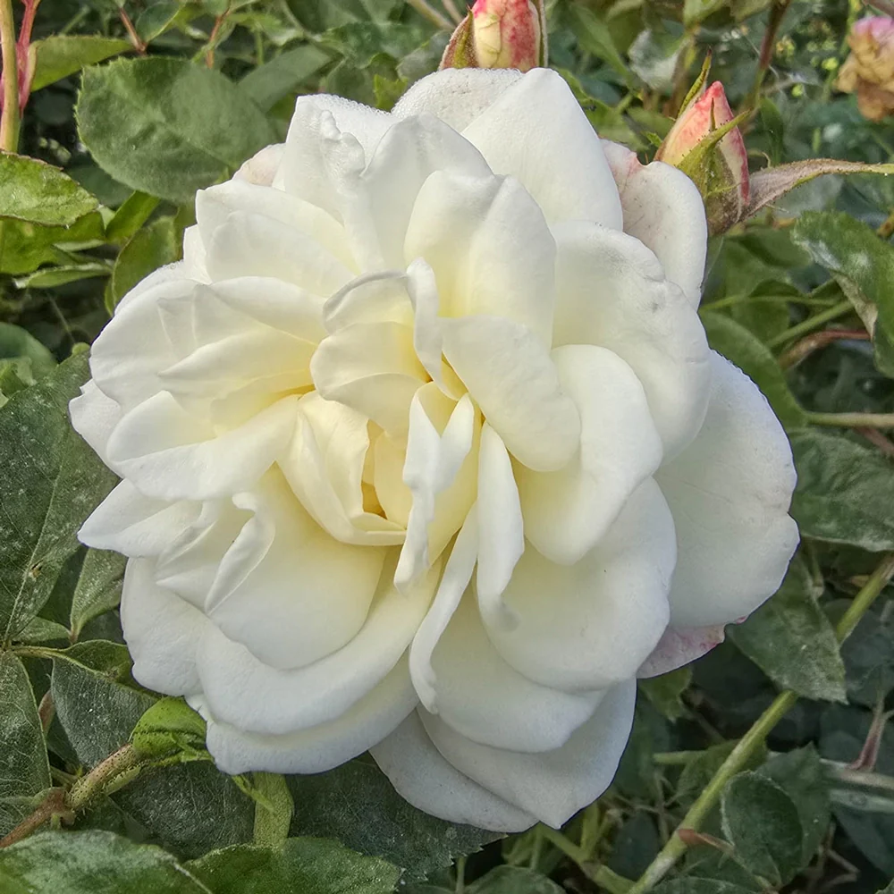 Iceberg Climbing Rose - Image 4