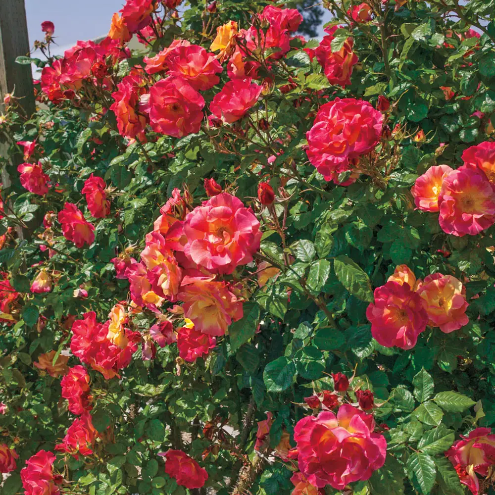Climbing Rose Joseph's Coat