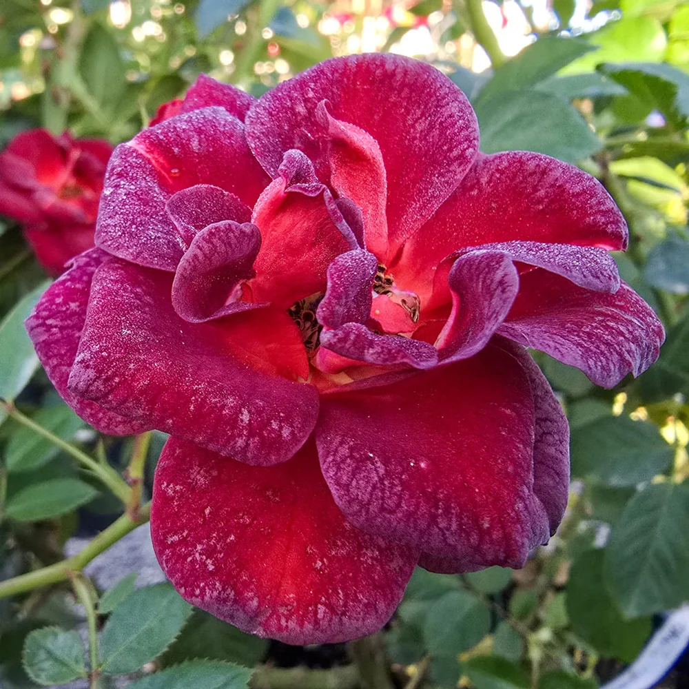 Coffee Bean™ Patio Rose - Image 2