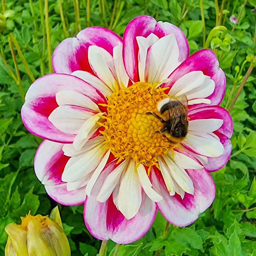 Collerette Dahlia Bumble Rumble - Image 2