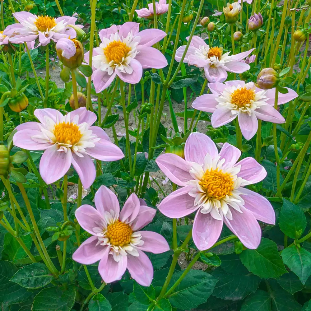 Collerette Dahlia Impression Famoso - Image 2