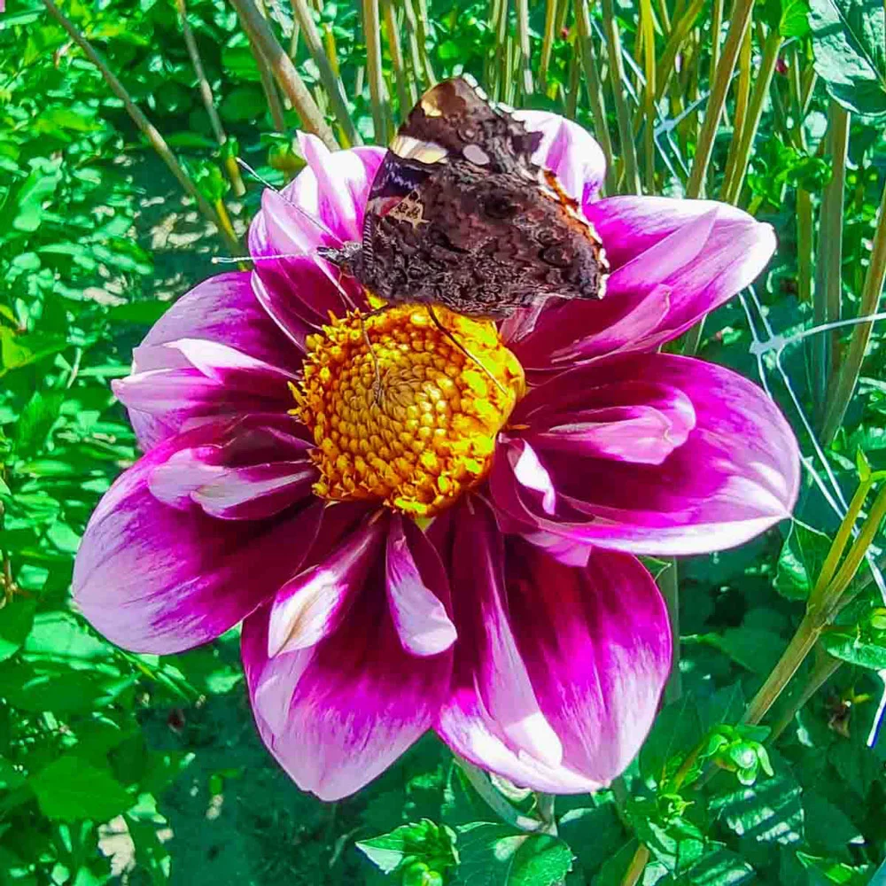 Collerette Dahlia Liquid Desire - Image 2