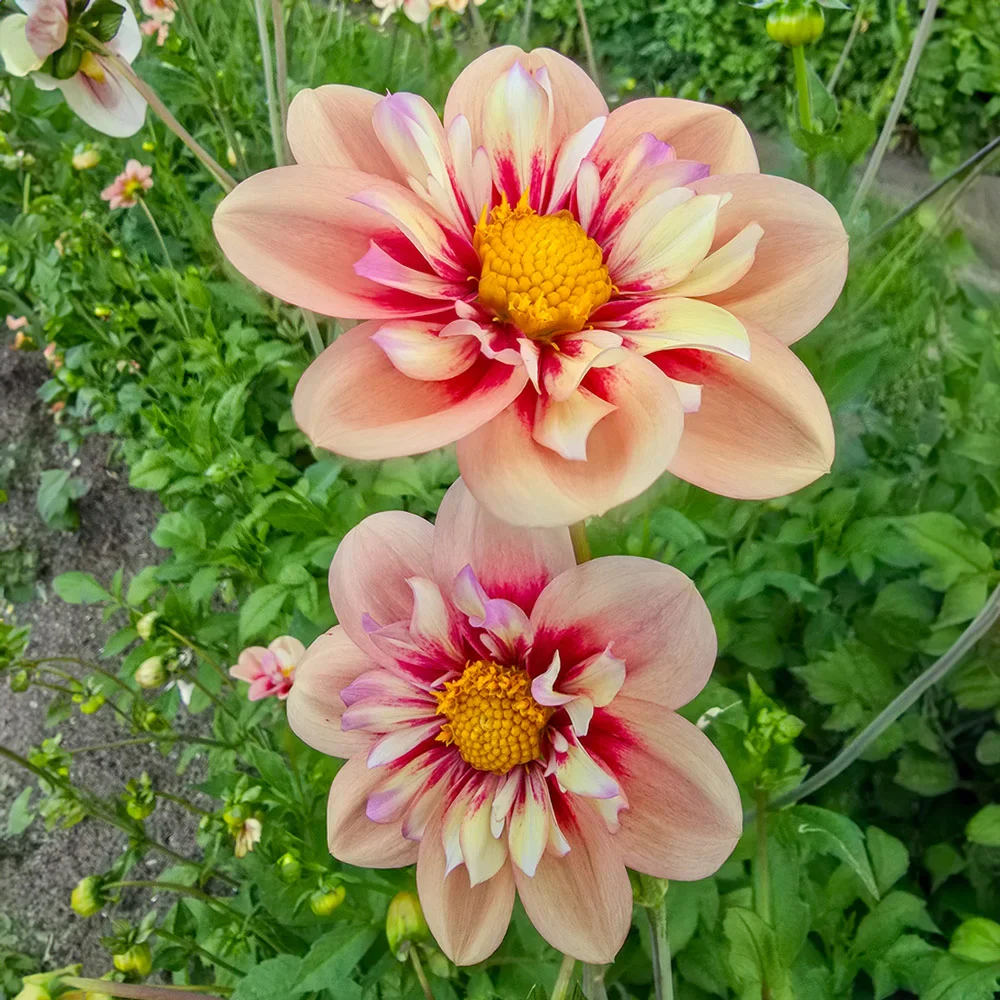 Collerette Dahlia Rhubarb and Custard - Image 3