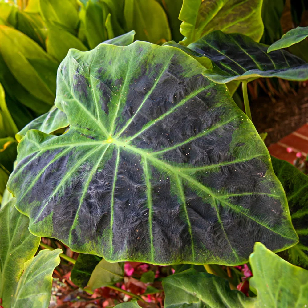 Elephant Ear antiquorum Illustris - Image 3