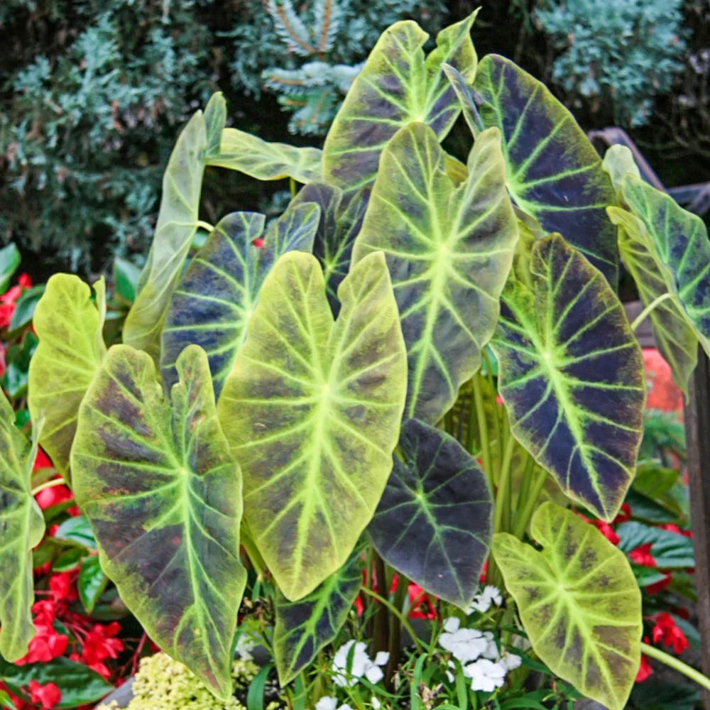 Elephant Ear antiquorum Illustris - Image 4