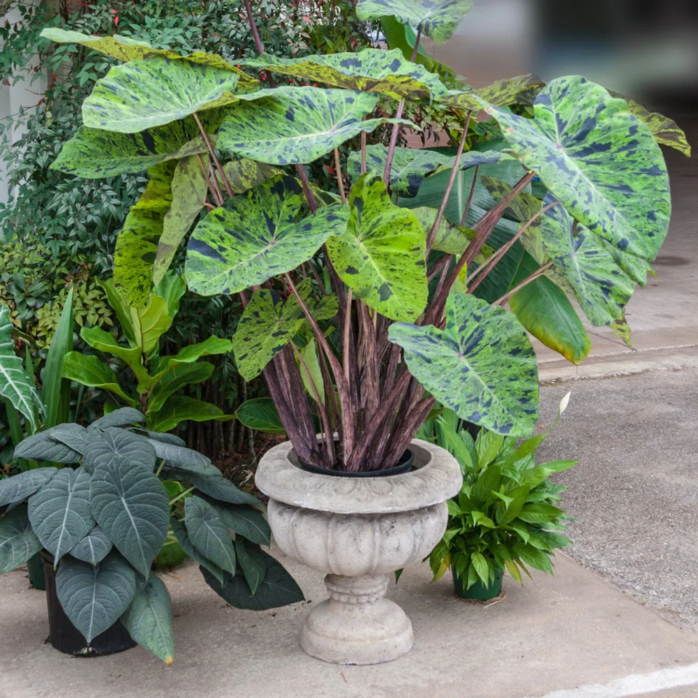 Elephant Ear Mojito