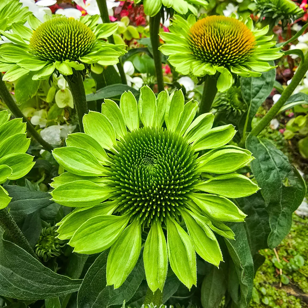 Coneflower Alan's Pride - Image 3