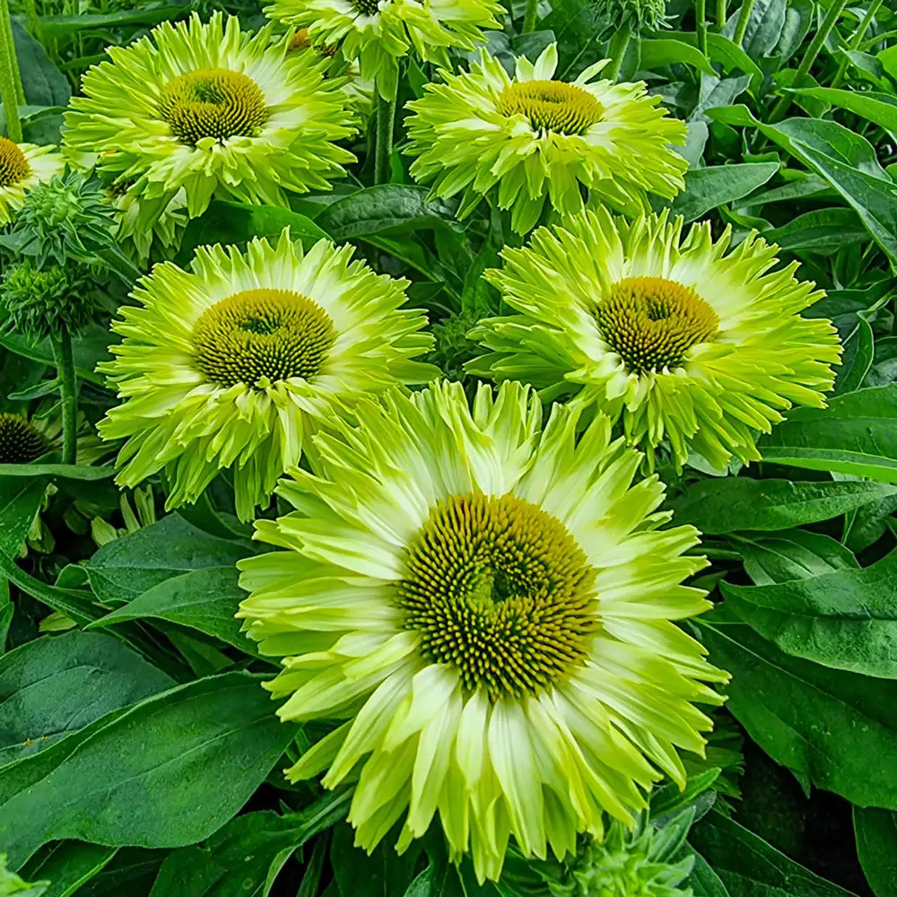 Coneflower Apple Green