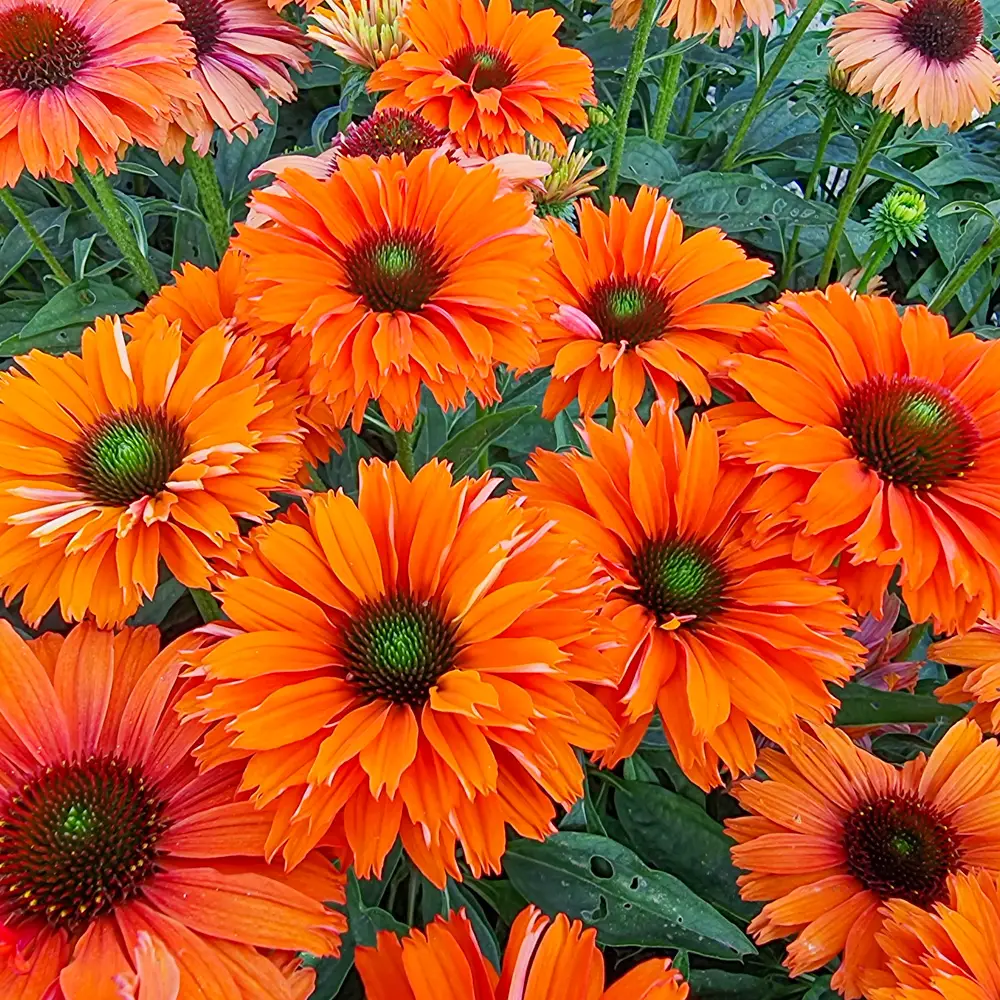 Coneflower Sunseekers Mineola - Image 3