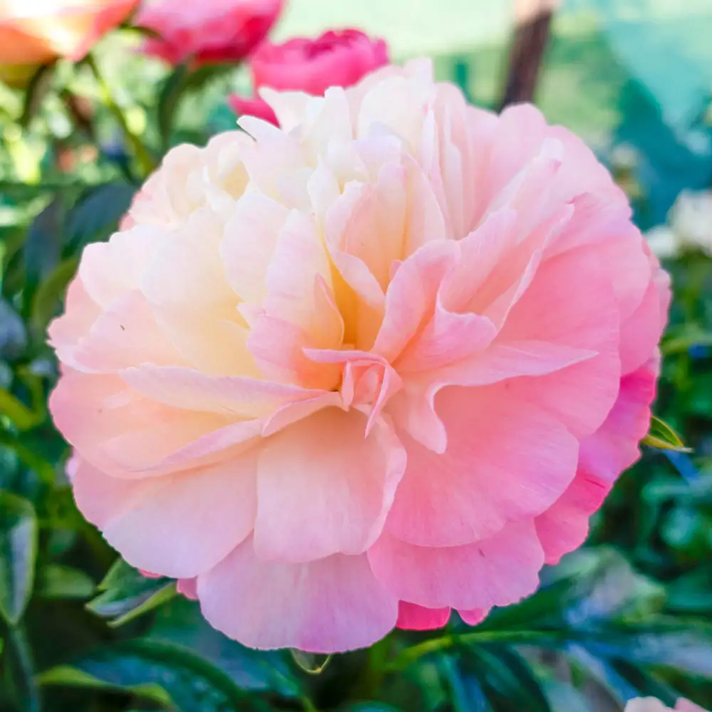 Peony Coral Sunset - Image 3