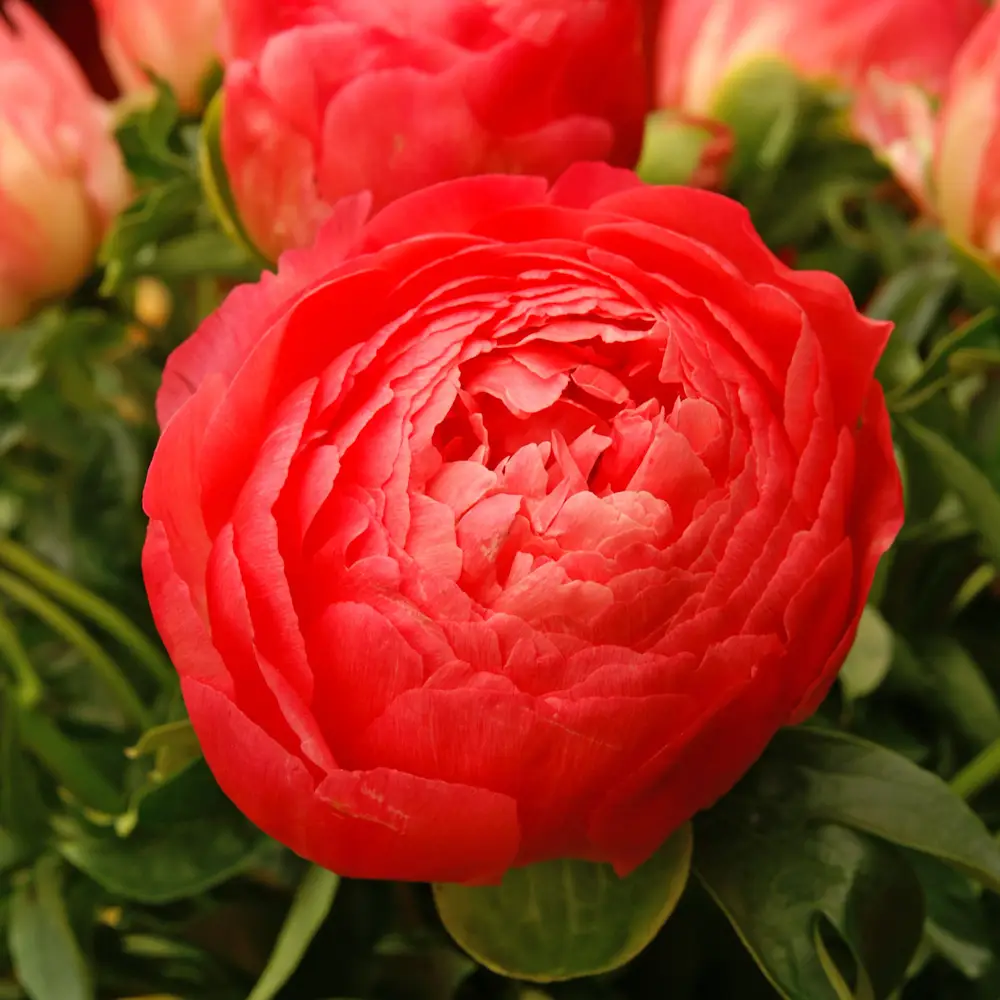 Peony Coral Sunset - Image 5