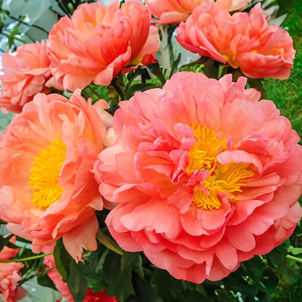 Peony Coral Sunset - Image 6