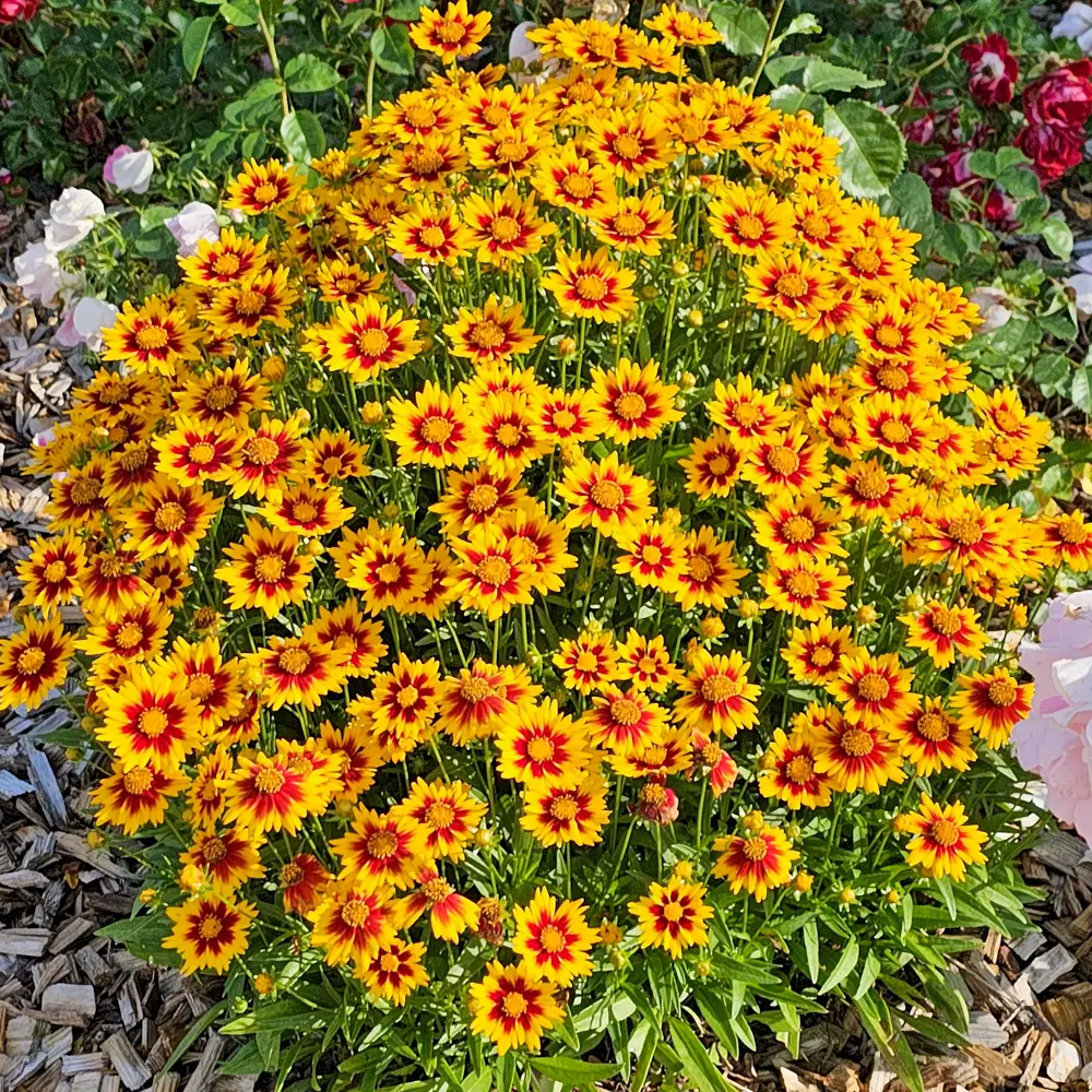 Coreopsis Solar Jewel - Image 5