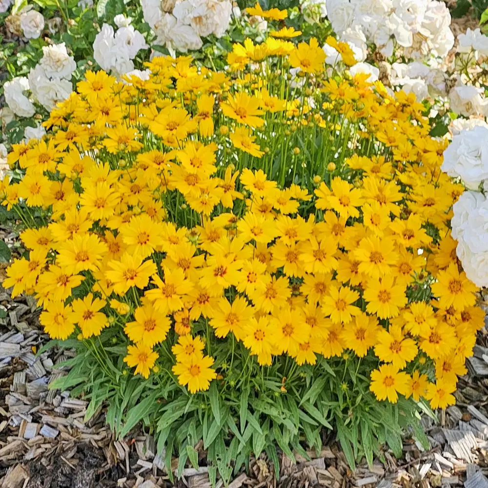 Coreopsis Solar Mellow - Image 4