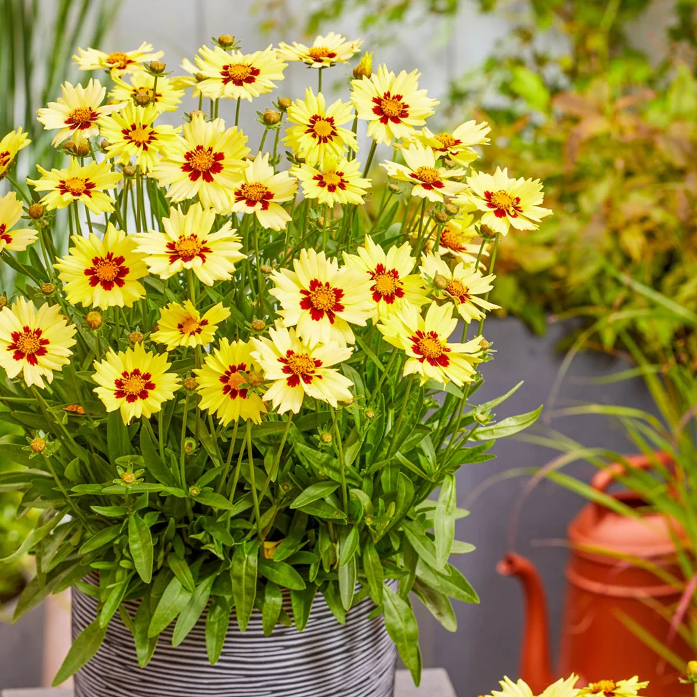 Coreopsis Solar Moon - Image 2