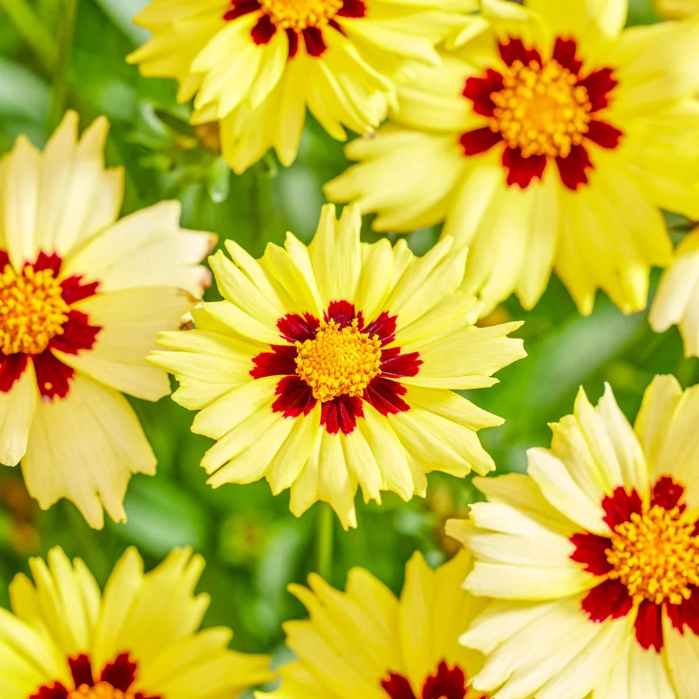 Coreopsis Solar Moon - Image 3