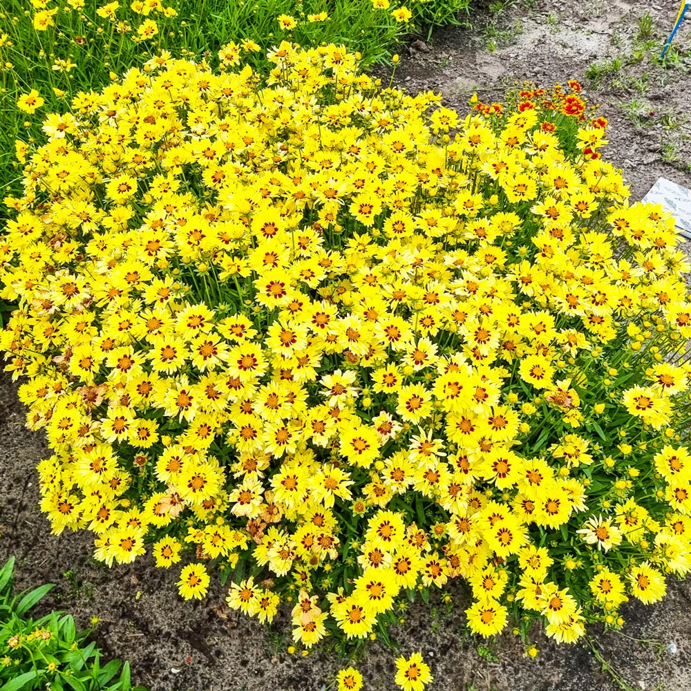 Coreopsis Solar Moon - Image 4