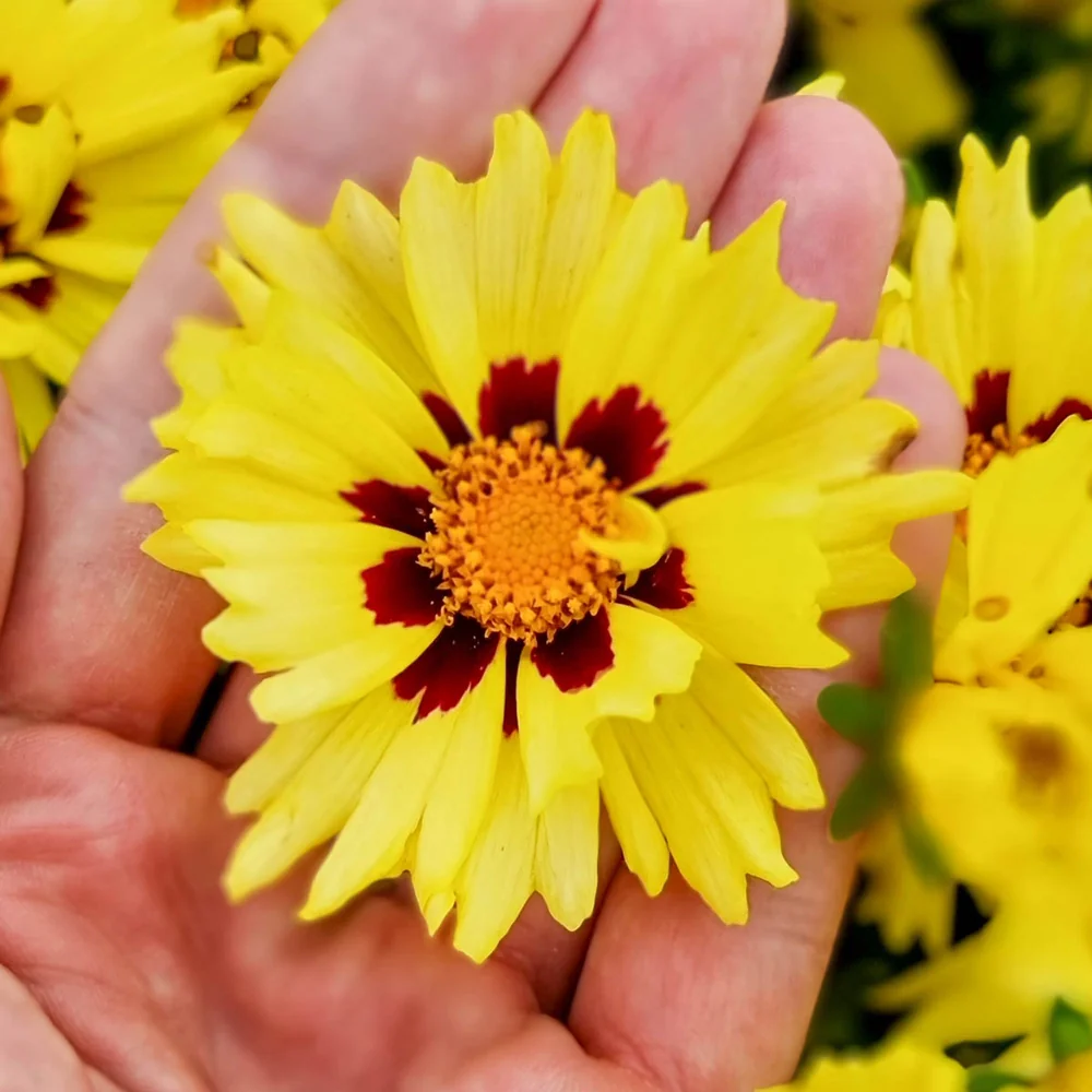 Coreopsis Solar Moon - Image 5