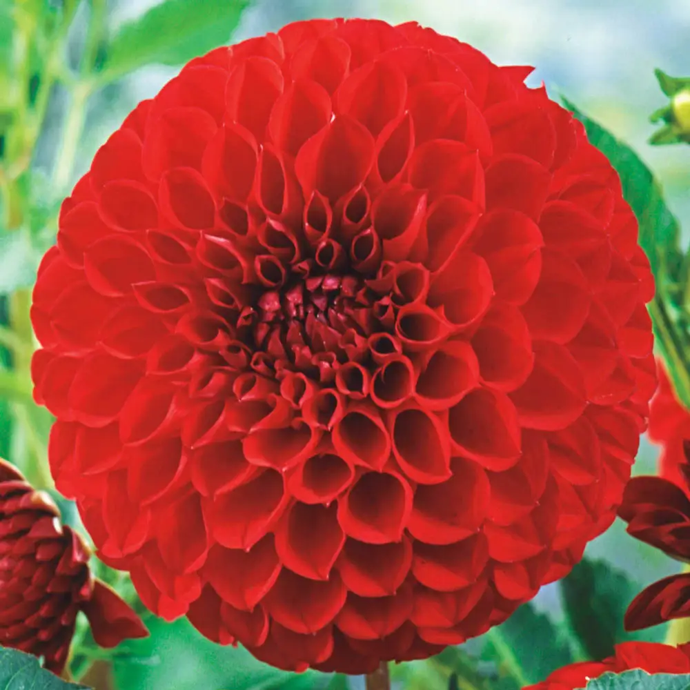 Giant Ball Dahlia Cornell - Image 2