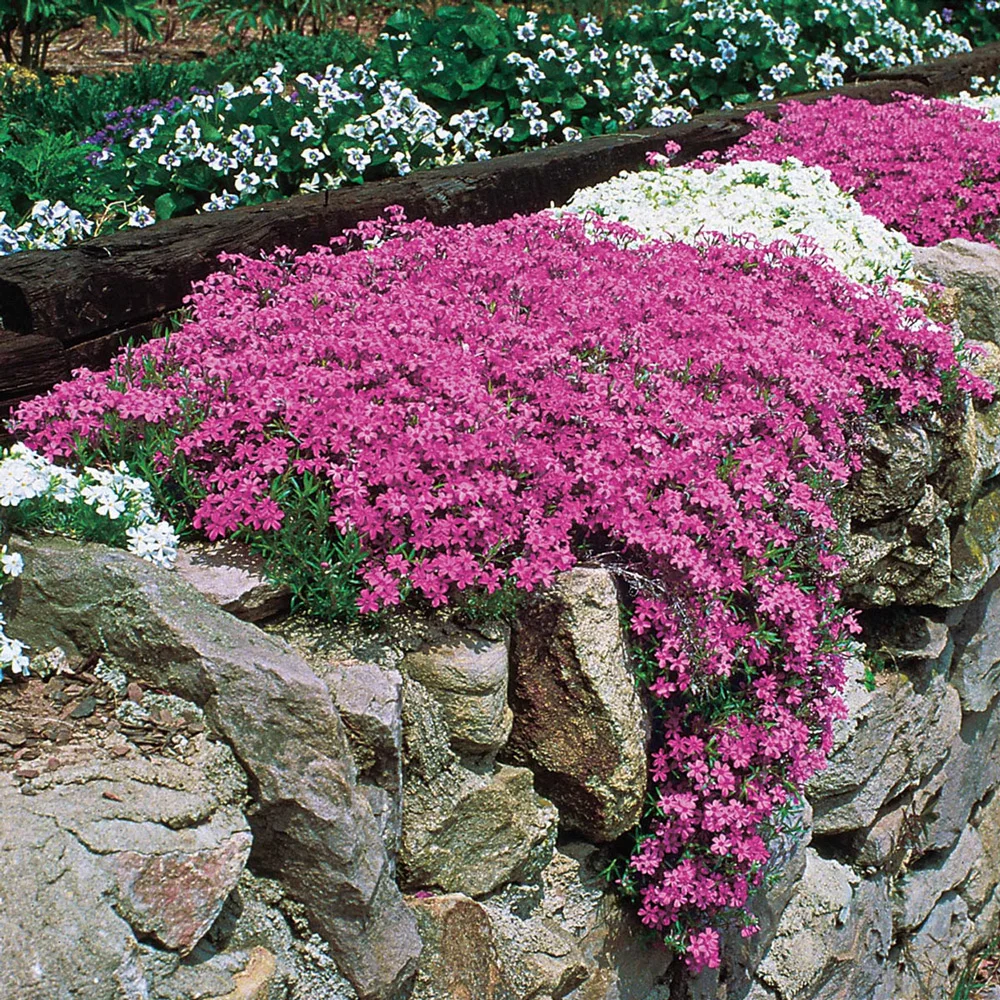 Creeping Phlox Mixture - Image 2