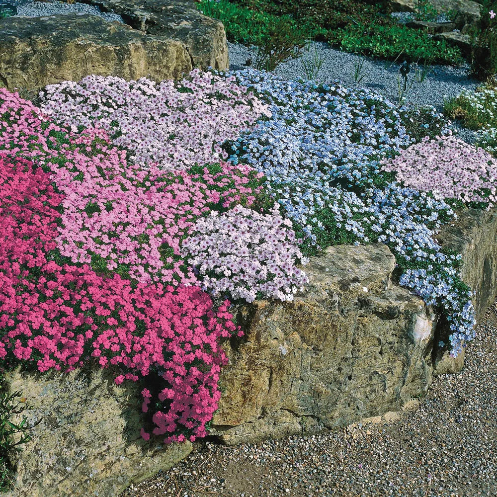Creeping Phlox Mixture - Image 3